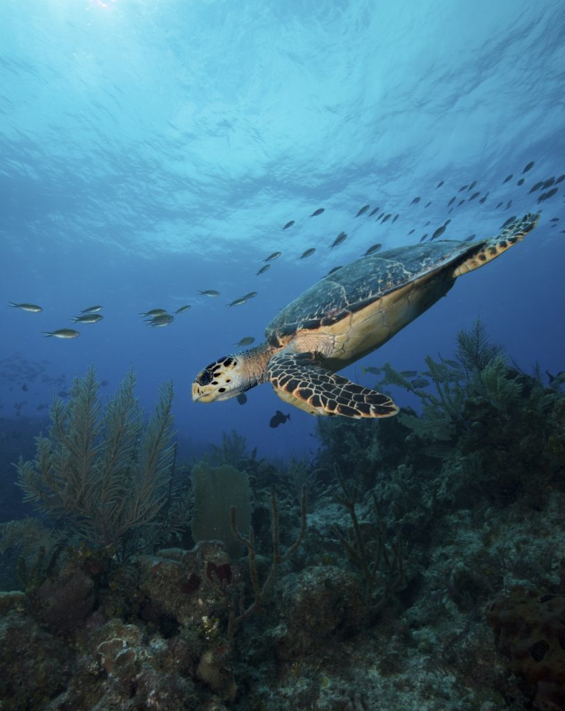 Hawksbill turtle swims across coral reef.